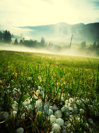 Scenic view of field against sky