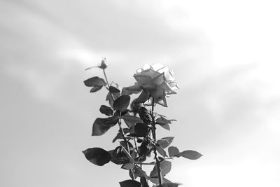 Close-up of flowers growing in park