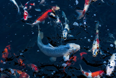 Koi swimming in a water garden,fancy carp fish,koi fishes,koi fish swim in pond.