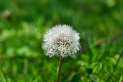 Close-up of dandelion flower