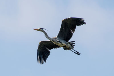 Low angle view of gray heron against blue sky