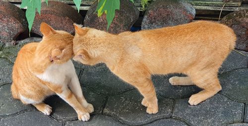 High angle view of two cats