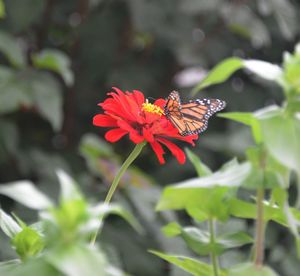 Close-up of butterfly pollinating on flower