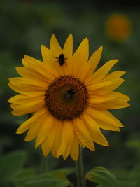 Close-up of insect on yellow flower