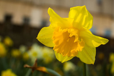 Close-up of yellow flower