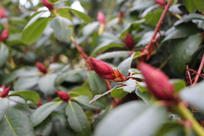 Close-up of red leaves on plant