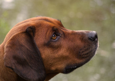 Close-up of dog looking away