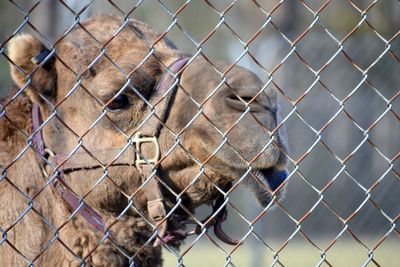 Close-up of animal seen through fence