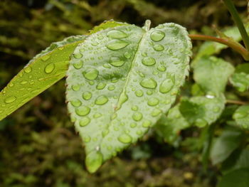 Close-up of wet leaf