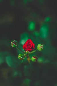 Close-up of rose plant