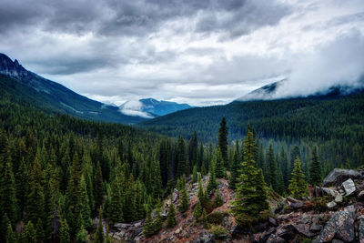 Scenic view of pine trees against sky