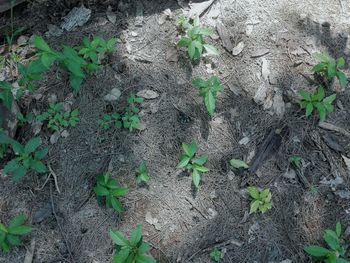 High angle view of plant on field