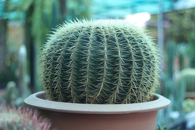 Close-up of succulent plant