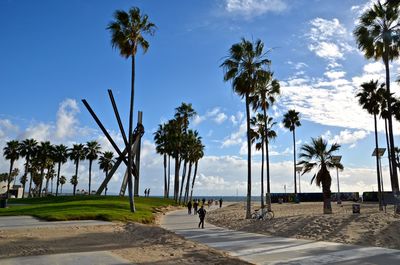 Palm trees on beach