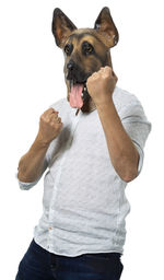 Portrait of a dog standing against white background