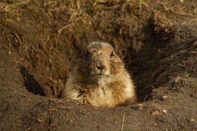 Portrait of a groundhog looking at the camera