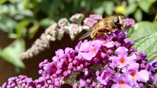 Close-up of bee on purple flower