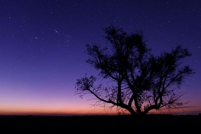 Silhouette tree on field against sky at night