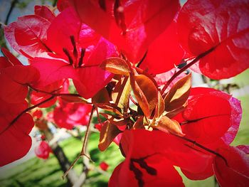 Close-up of red flowers