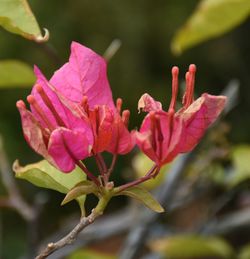 Close-up of pink flowers blooming outdoors