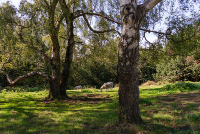 View of trees in forest