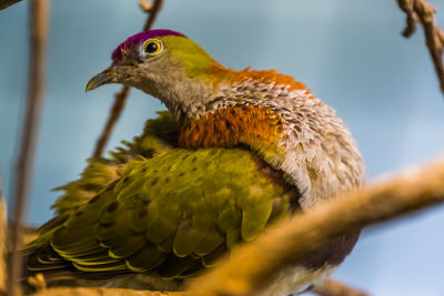 Close-up of bird perching on branch