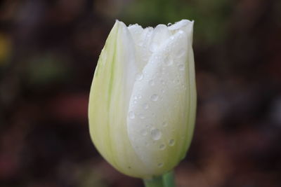 Close-up of wet white flower