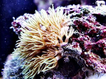 Close-up of coral underwater