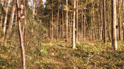 Trees growing in forest