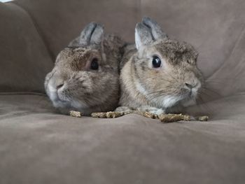 Close-up of a rabbit