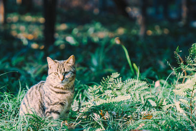animal