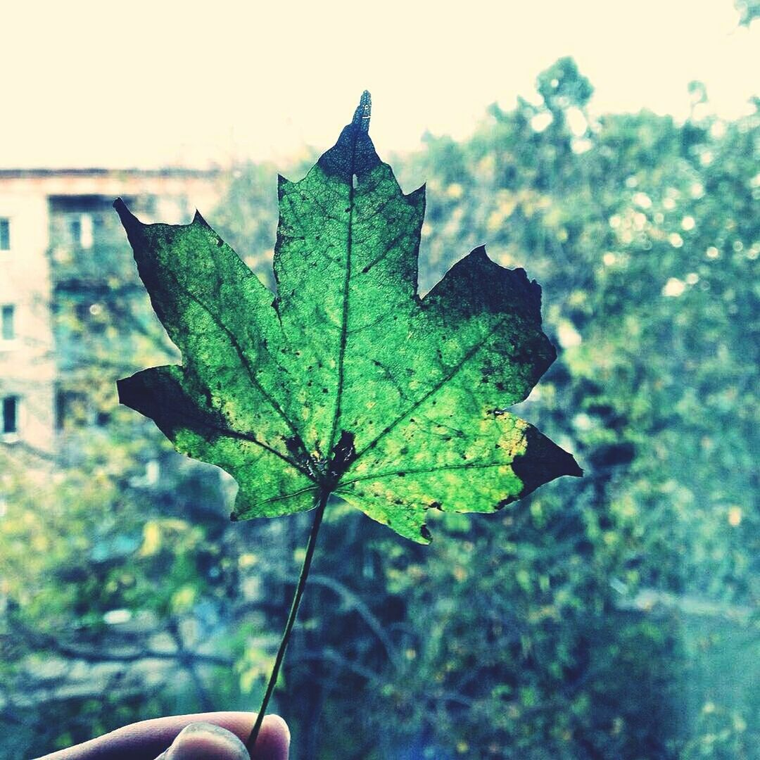 CLOSE-UP OF GREEN LEAF GROWING ON PLANT AGAINST SKY