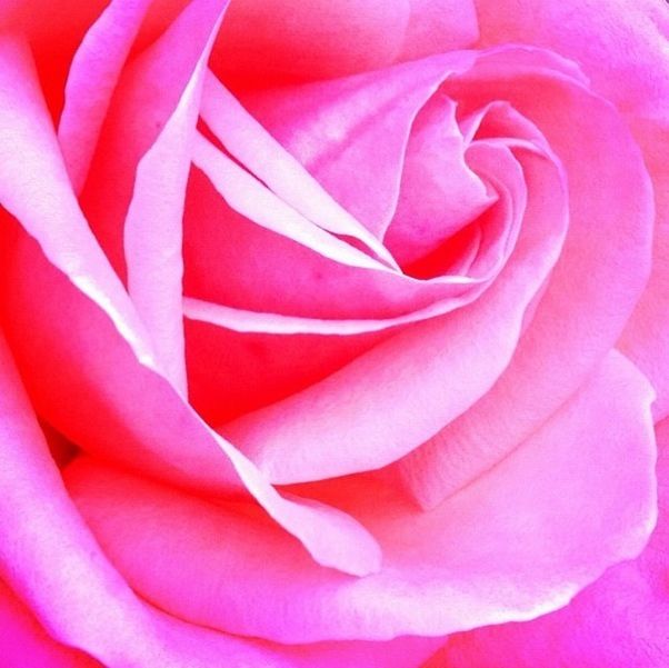 flower, petal, flower head, fragility, freshness, beauty in nature, full frame, pink color, rose - flower, backgrounds, close-up, growth, single flower, nature, rose, natural pattern, macro, pink, extreme close-up, softness