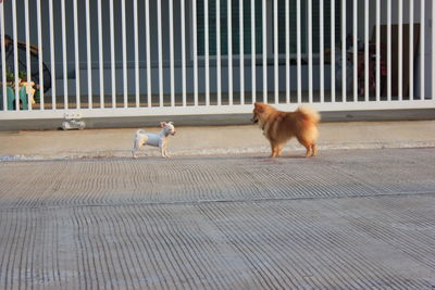 Dog on bird