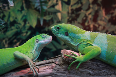 Close-up of a lizard