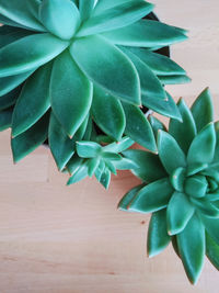 High angle view of succulent plant on table