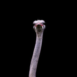 Close-up portrait of a bird against black background