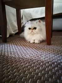 Portrait of cat sitting on floor at home