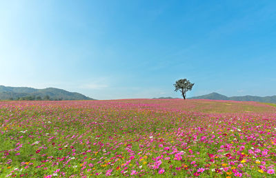 Scenic view of pink flowering plants on field against sky