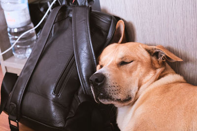 Close-up of dog sleeping on bag