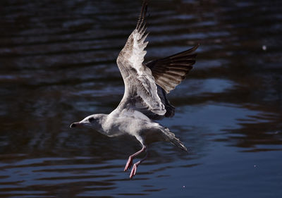 Seagull flying over lake