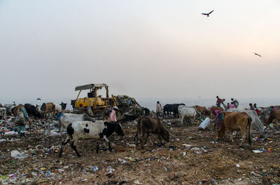 Landfill in new delhi india