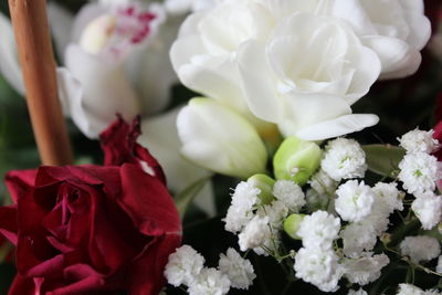 Close-up of white roses