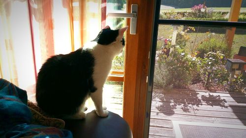 Cat looking through window at home