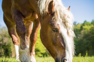 Close-up of horse grazing on field during sunny day