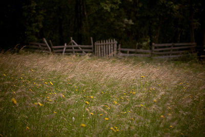 Plants growing on grassy field