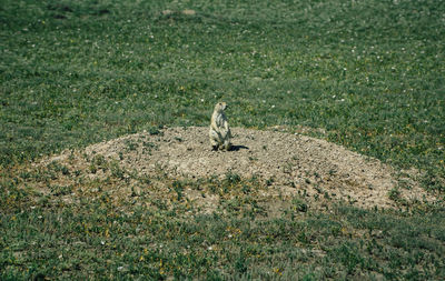 Prairie dog rearing up on grassy field