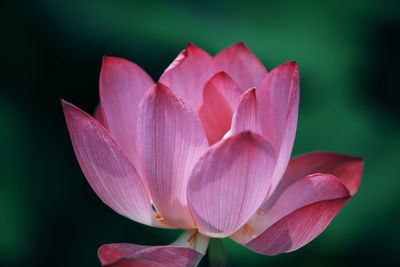 Close-up of pink lotus water lily blooming outdoors