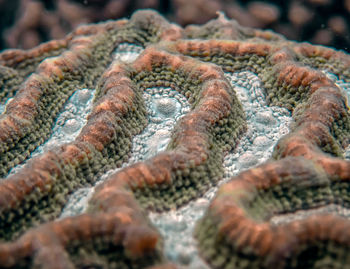Full frame shot of coral