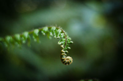 Close-up of fern on plant